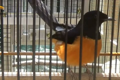 Budidaya burung Murai beromzet belasan juta rupiah per bulan