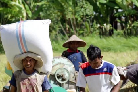 Optimisme Sumbar capai target produksi padi 1,5 juta ton di 2021