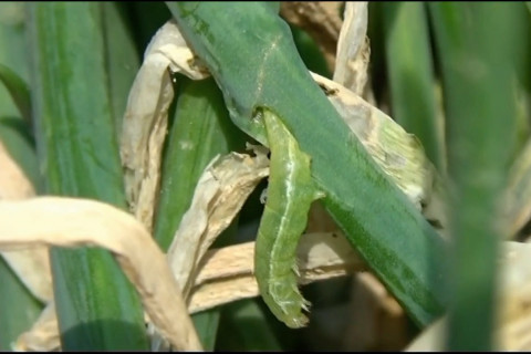 Tanaman bawang merah di Magetan diserang ulat