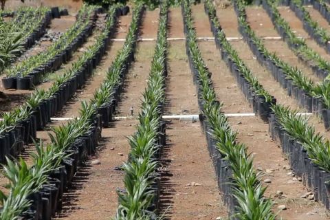 Mencari solusi percepatan realisasi PSR di Sumbar