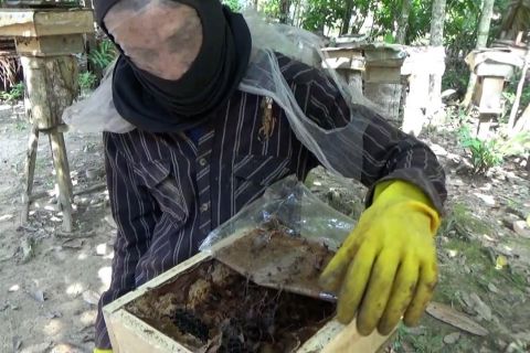 Meneguk manisnya keuntungan budidaya lebah kelulut