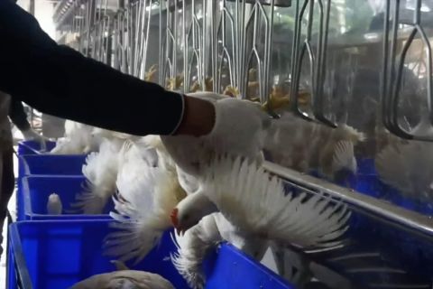 Penguatan ekonomi berbasis kerakyatan melalui Perumda Tunas