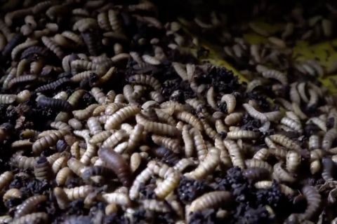 Prajurit TNI ajarkan beternak ulat maggot