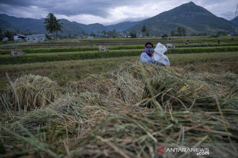 Luas Panen dan Produksi Padi Nasional