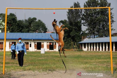 Atraksi anjing polisi di Kathmandu