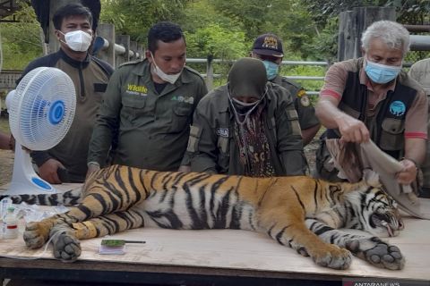 Pemeriksaan kesehatan harimau Sumatera
