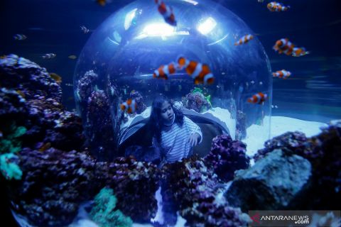 Akuarium terbesar di Timur Tengah dibuka di Abu Dhabi