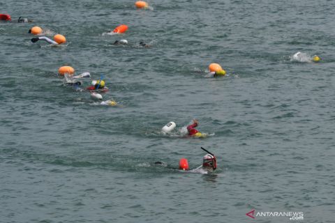 Lomba renang lintas Teluk Palu