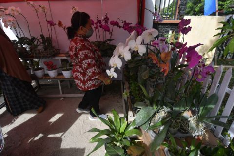 Budi Daya Tanaman Anggrek