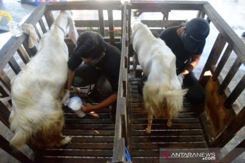 Permintaan Susu Kambing Meningkat