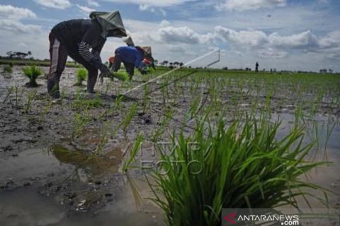 Asuransi Perlindungan Gagal Panen
