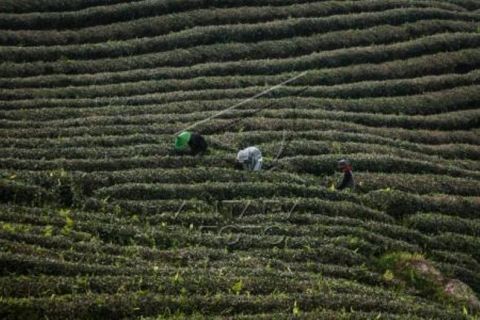 Pengembangan Wisata Kebun Teh