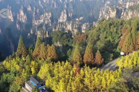 Menikmati keindahan warna-warni musim gugur di Zhangjiajie