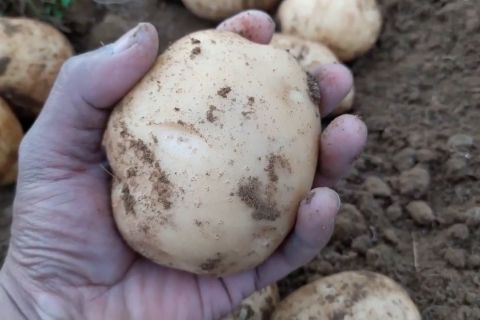 Potensi pengembangan komoditas kentang di Kabupaten Magelang