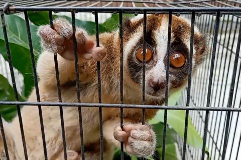 BKSDA Cirebon amankan seekor Elang Jawa dan dua kukang