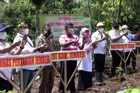 Jember galakkan penghijauan dan penanaman bibit porang