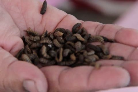 Inovasi menjadikan maggot pakan alternatif ikan hias