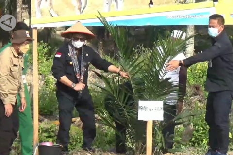 Mentan sebut peremajaan sawit upaya tingkatkan produktivitas