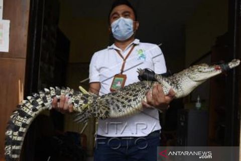 BKSDA Banten Amankan Buaya Muara