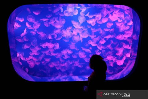 Indahnya akuarium ubur-ubur di Seoul