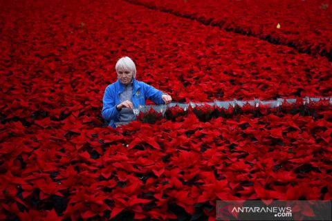 Bunga merah khas Natal di Irlandia