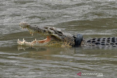 Buaya terjerat ban terlihat kembali