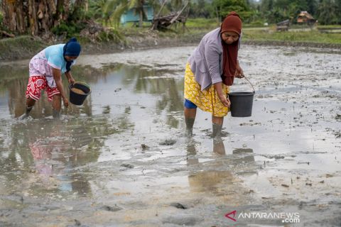 Bertahan dengan Sistem Cocok Tanam Tradisional