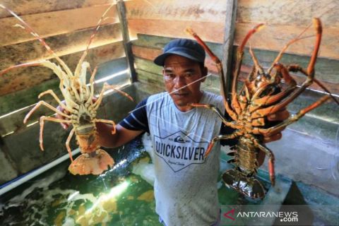 Permintaan Lobster Meningkat