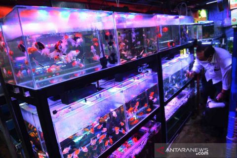 Budi daya ikan hias meningkat di masa pandemi COVID-19
