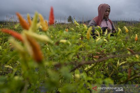 Lonjakan Harga Cabai Rawit