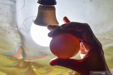 Kenaikan harga telur