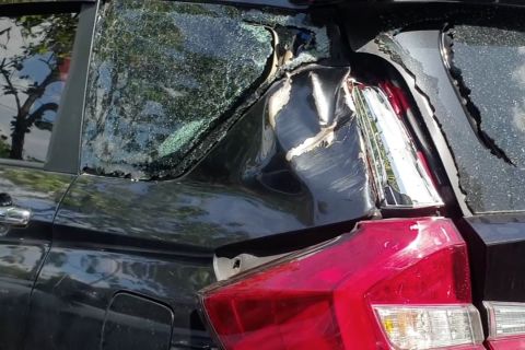 Disbudpar buka posko pengaduan klaim asuransi pohon tumbang