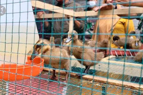 TNI ajarkan budidaya bebek dengan pakan maggot