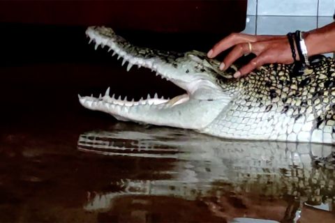 Buaya peliharaan lepas, resahkan warga Kota Pangkalpinang