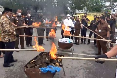 Kejari Langsa musnahkan 16,3 kg ganja