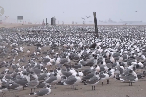 Festival burung di Lima promosikan konservasi burung migran
