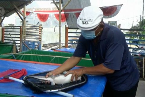 Wujudkan kemandirian pangan warga melalui budidaya ikan lele 