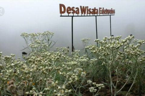 Mengintip keindahan Desa Wisata Edelweis Wonokitri