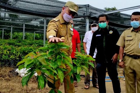 Budi daya alpokat roro, cara petani Babel naikkan NTP