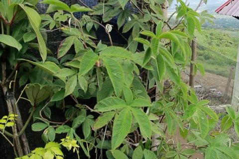 Menyelamatkan pohon obat Taxus Sumatrana dari kepunahan&nbsp;