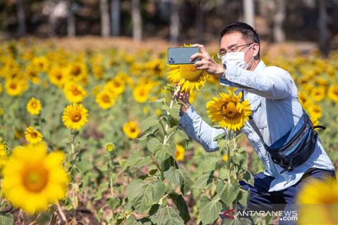 Wisata kebun bunga matahari di Thailand