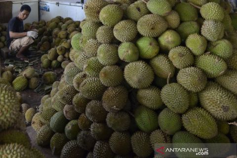 Musim durian di Bandar Lampung