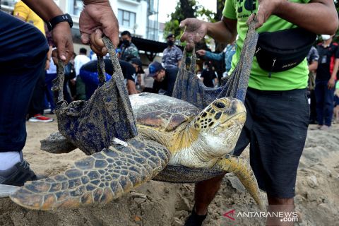 Pelepasliaran penyu hijau di Bali