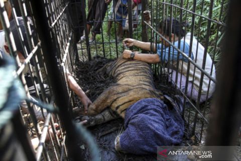Harimau Sumatera Masuk Perangkap BKSDA