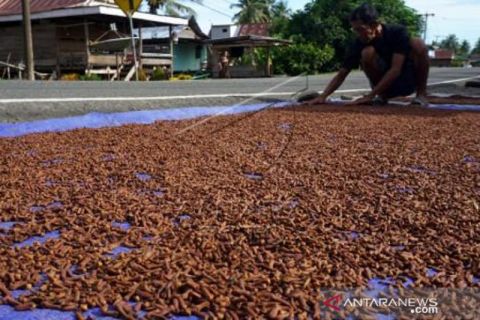 Harga Cangkeh Turun