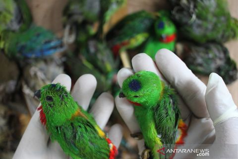 Ribuan burung dilindungi diselundupkan dari Kalteng lewat Pelabuhan Paciran