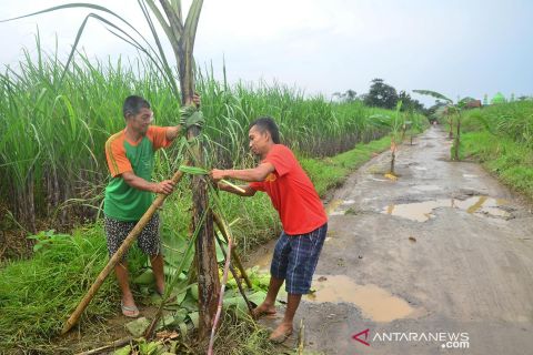 Aksi warga tanam pohon pisang di jalan rusak Kudus