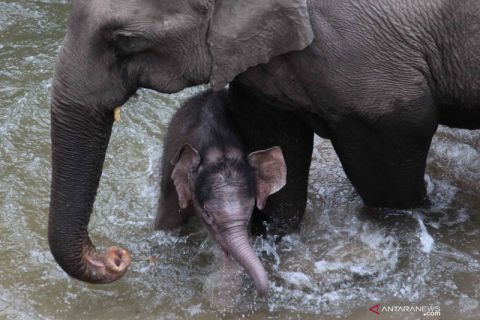 Populasi gajah liar di Cagar Alam Xishuangbanna