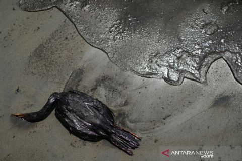 Tumpahan minyak di Peru