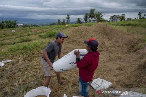 Serangan Hama Turunkan Produktivitas Padi Sawah